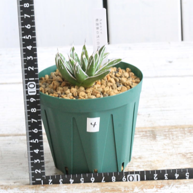 アガベ 特選笹の雪（白爪）④ | botanical.shop