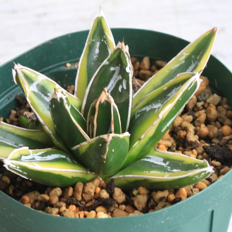 アガベ輝山 | STORES