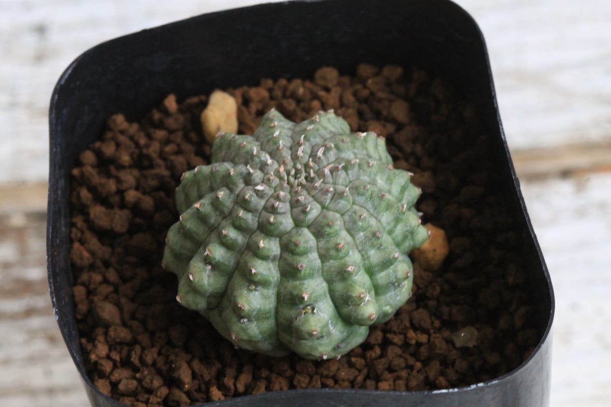 亀甲オベサ　レアな植物　ユーフォルビア　オベサ Euphorbia obesa. ユーフォルビア オベサ（亀甲タイプ、ツノタイプ