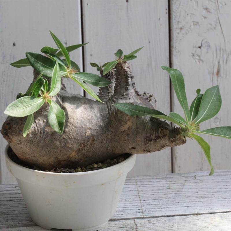 コ*コ様 パキポディウムマカイエンセ　現地球 パキポディウム マカイエンセ 現地球 | botanical.shop