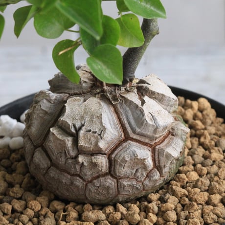 アフリカ亀甲竜 | STORES