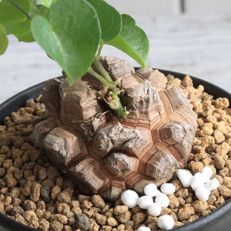 アフリカ亀甲竜 アフリカ亀甲竜 Dioscorea elephantipes