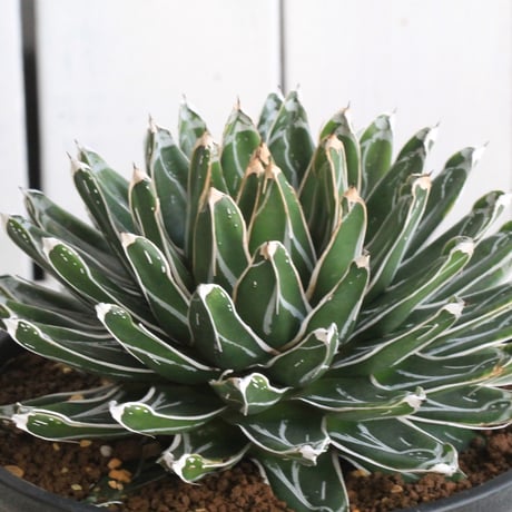 姫笹の雪 | STORES