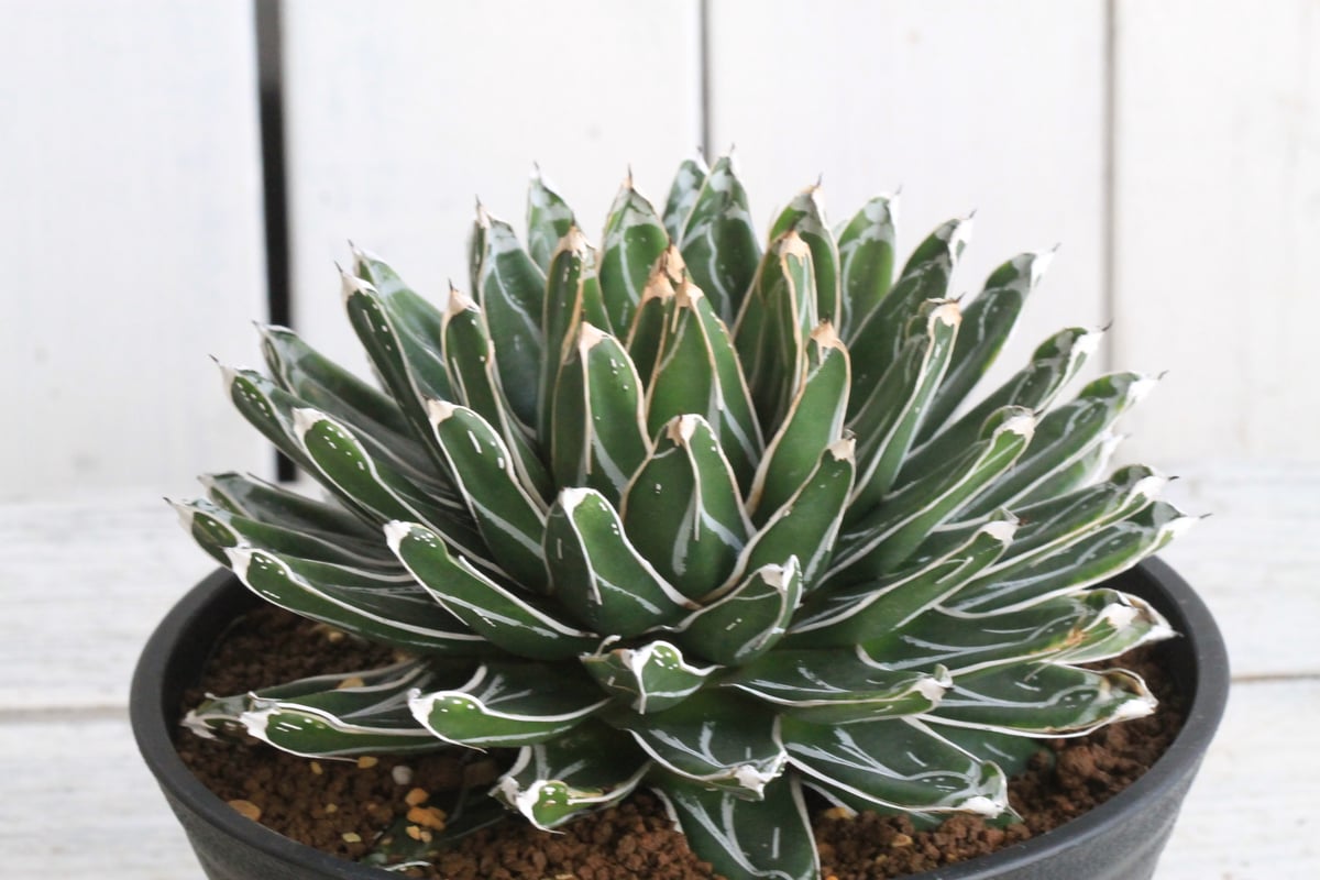 アガベ 姫笹の雪（特ペンキタイプ）④ | botanical.shop