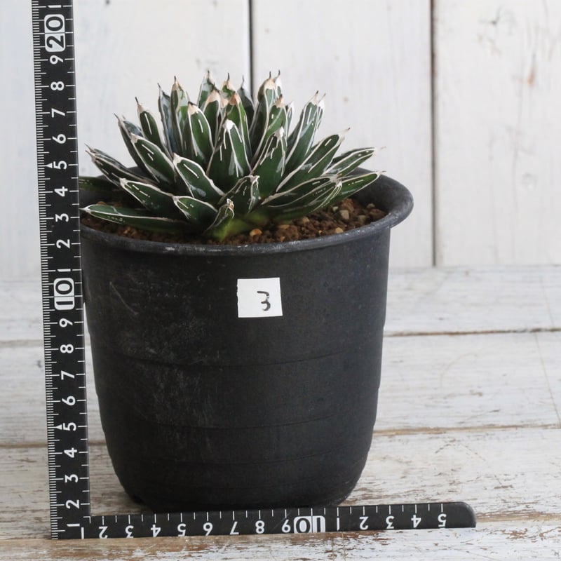 アガベ 姫笹の雪（特ペンキタイプ）3⃣ | botanical.shop