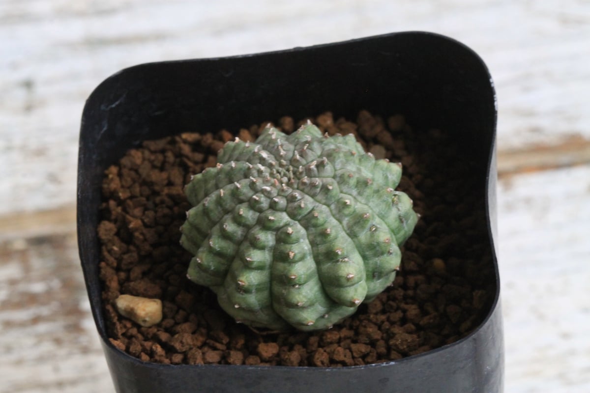 亀甲オベサ　レアな植物　ユーフォルビア　オベサ 亀甲オベサ レアな植物 ユーフォルビア オベサ - メルカリ