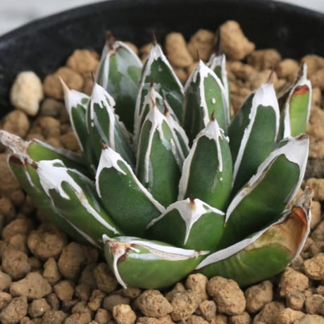 ダルマ　姫笹の雪　 アガべ　極上株 ☆アガベ笹の雪☆だるま葉 濃ペンキ極上株 - メルカリ