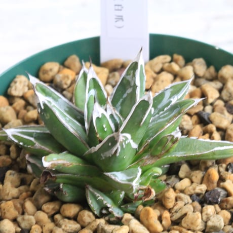 サンキング① 笹の雪 2025年最新】サンキング アガベの人気アイテム - メルカリ