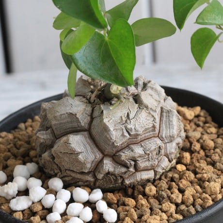 Ysh_sugawara69 亀甲竜　実生株　アフリカ亀甲竜 2023年、早速新しい亀甲竜をゲットしました！＋実生5年目アフリカ亀甲