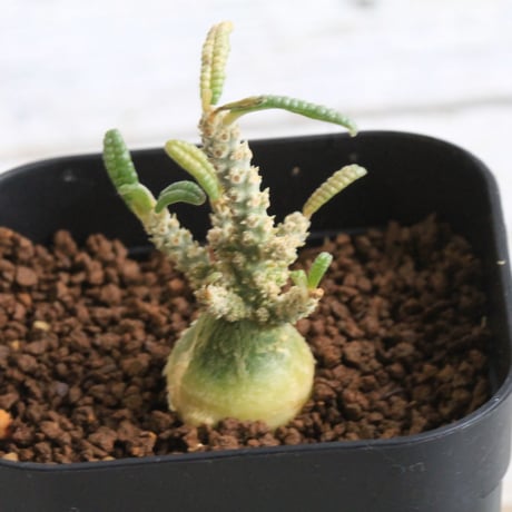 残りわずか】ドルステニア ギガス ブラータ 種子10粒 ブラータ | STORES