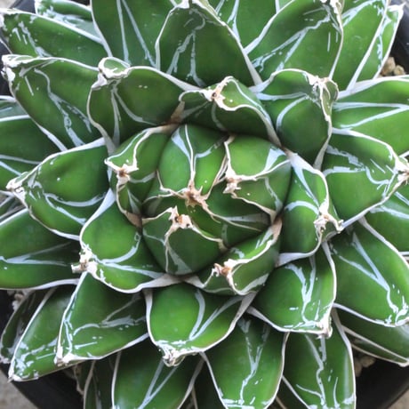 姫笹の雪錦 ライムグリーン覆輪 姫笹の雪錦 ライムグリーン覆輪 姫笹の雪 | STORES