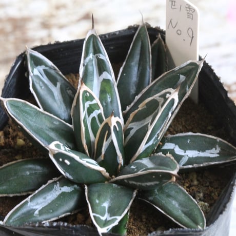 アガベ笹の雪 | STORES