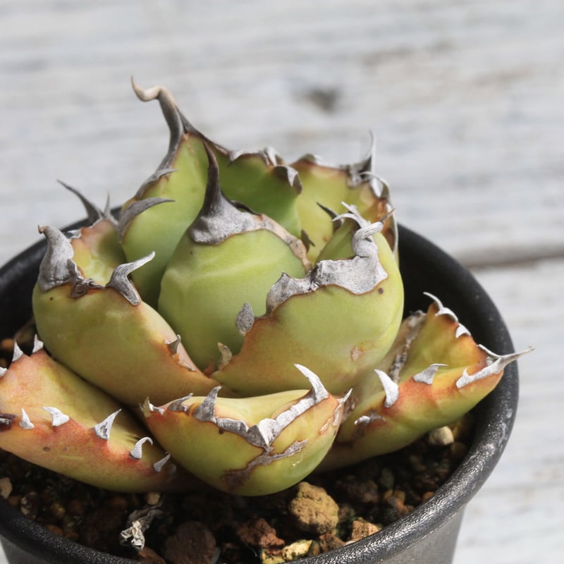 アガベチタノタ アガベ チタノタ （臼田） | botanical.shop