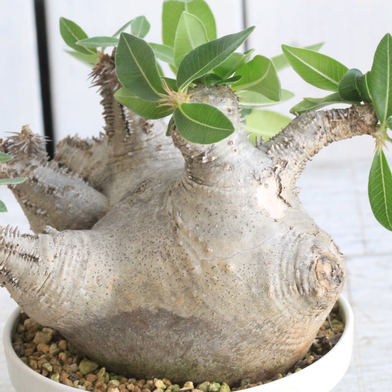 パキポディウム マカイエンセ 現地球 | botanical.shop