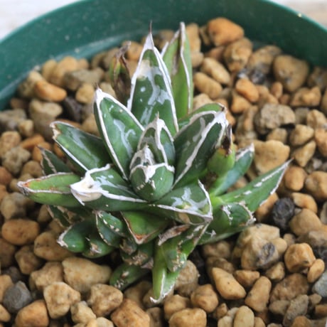 亀さん笹の雪　美株2株セット 笹の雪 | STORES