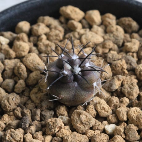 グリセオビオラセア | STORES