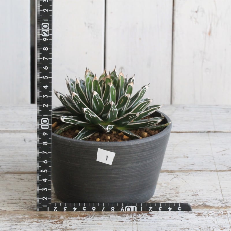 アガベ 姫笹の雪（特ペンキタイプ）1⃣ | botanical.shop