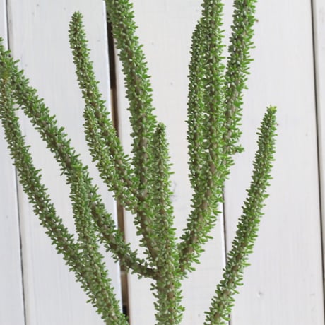 ケラリア　ナマクエンシス　現地株 ケラリア ナマクエンシス 現地株 Ceraria namaquensis【ケラリア