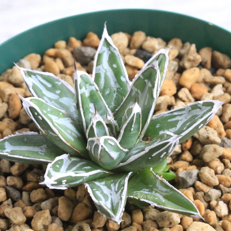 アガベ 特選笹の雪（白爪）⑥ | botanical.shop