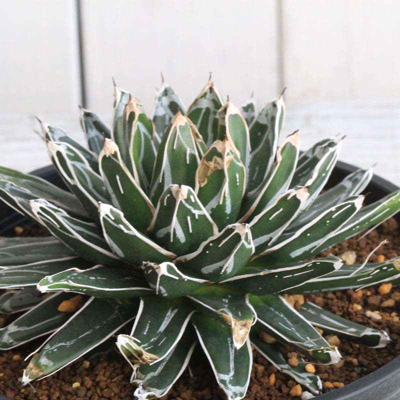 アガベ 姫笹の雪（特ペンキタイプ）③ | botanical.shop