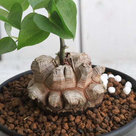 アフリカ亀甲竜 | STORES