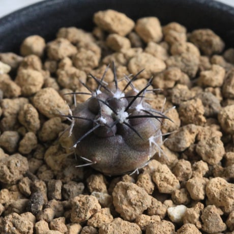 グリセオビオラセア | STORES