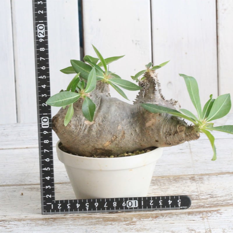 コ*コ様 パキポディウムマカイエンセ　現地球 パキポディウム マカイエンセ 現地球 | botanical.shop