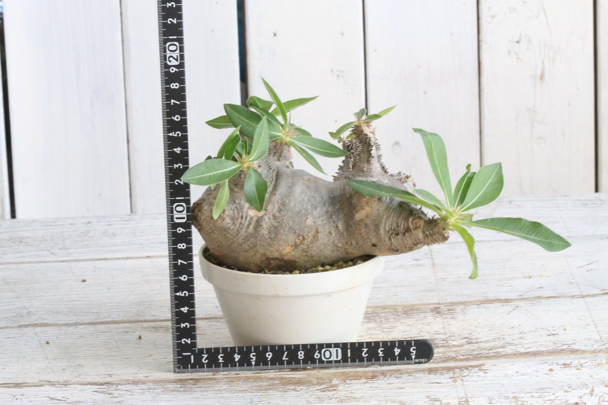 パキポディウム マカイエンセ 現地球 パキポディウム マカイエンセ 現地球 | botanical.shop