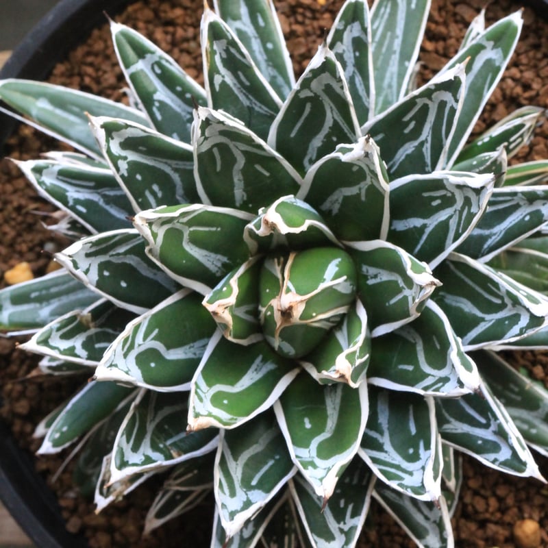 アガベ 姫笹の雪（特ペンキタイプ）2⃣ | botanical.shop