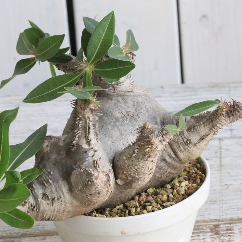 パキポディウム マカイエンセ 現地球 | botanical.shop