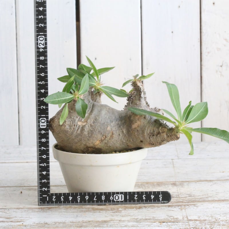 パキポディウム マカイエンセ 現地球 | botanical.shop