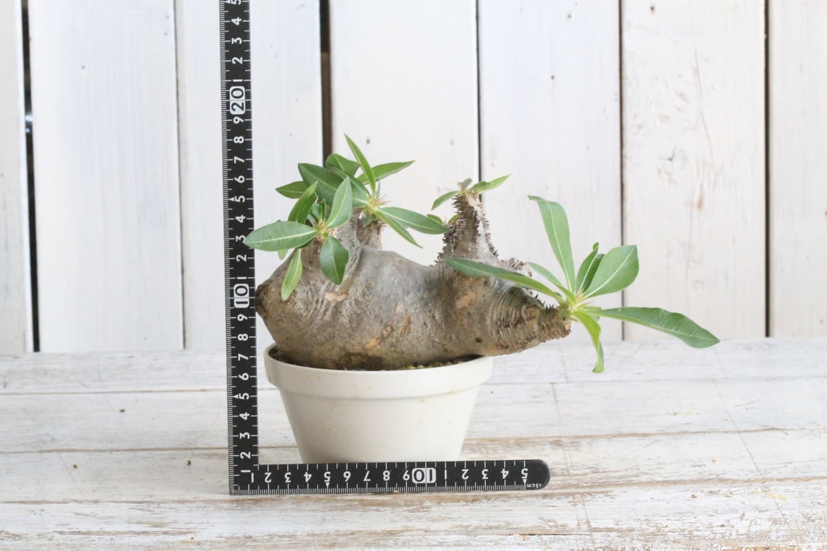 マカイエンセ パキポディウム 現地球 現地球・発根済】パキポディウム マカイエンセ 魔界玉 PML-1 | Laule'a