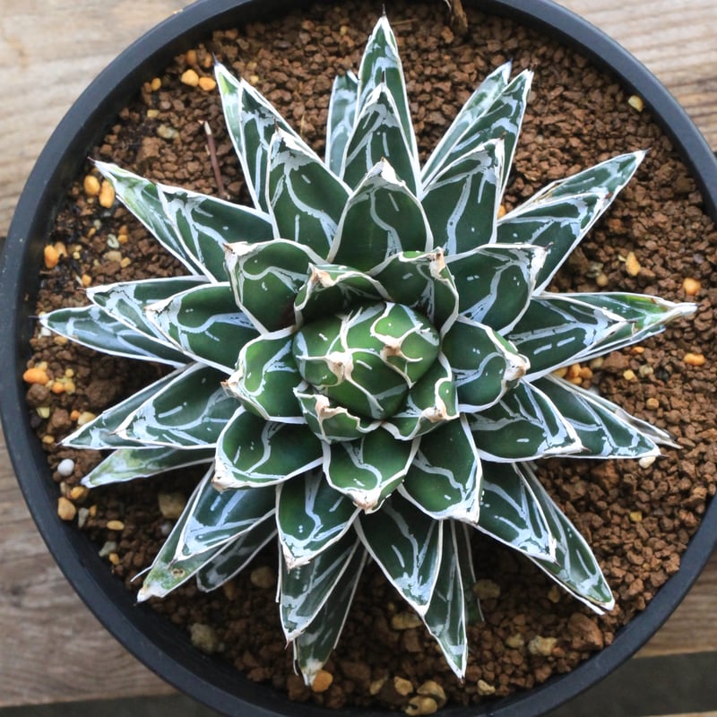 アガベ 姫笹の雪（特ペンキタイプ）② | botanical.shop