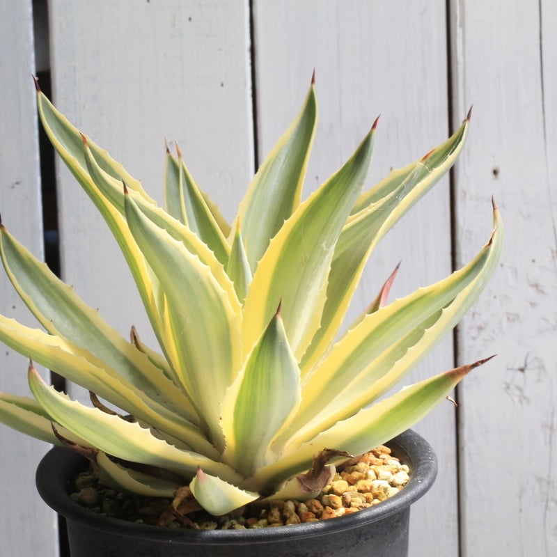 アガベ ディスメティアーナ 雪月花 | botanical.shop