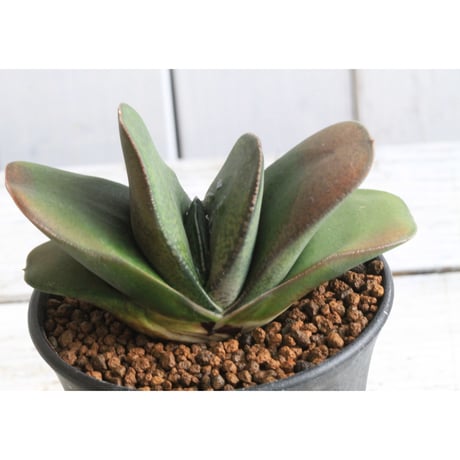 ガステリア | STORES