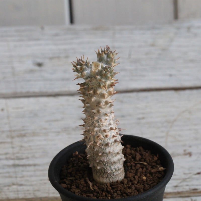 パキポディウム タッキー | botanical.shop