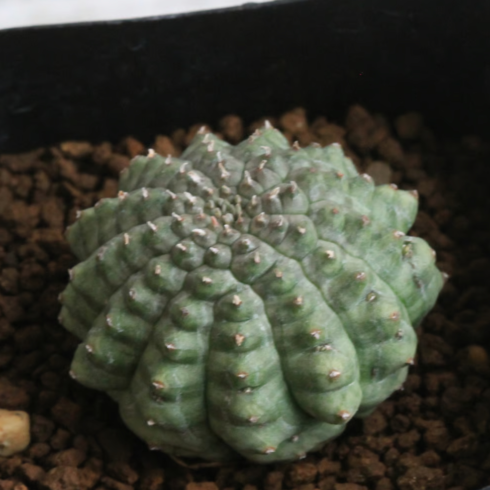 希少 ユーフォルビア 亀甲 オベサ sp 亀甲オベサ レアな植物 ユーフォルビア オベサ - メルカリ