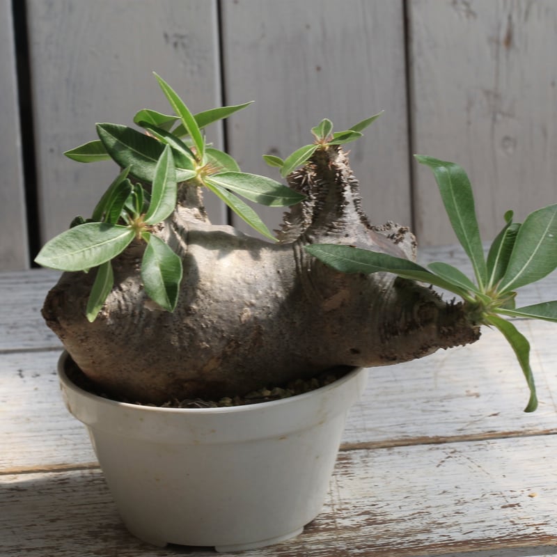 パキポディウム グラキリス 現地球 多頭 レア株 検パキプス、マカイエンセ パキポディウム マカイエンセ 現地球 | botanical.shop