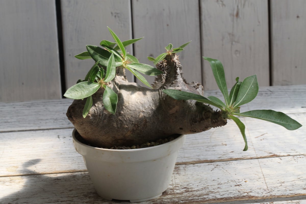 パキポディウム　マカイエンセ　現地球株 パキポディウム マカイエンセ 現地球 | botanical.shop