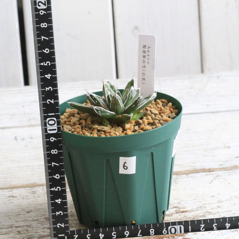 アガベ 特選笹の雪（白爪）⑥ | botanical.shop