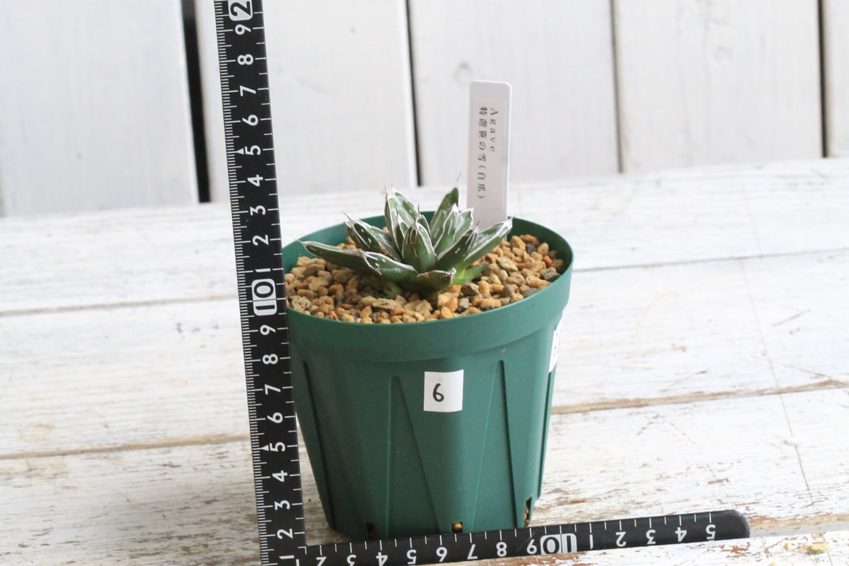 アガベ 特選笹の雪（白爪）⑥ | botanical.shop