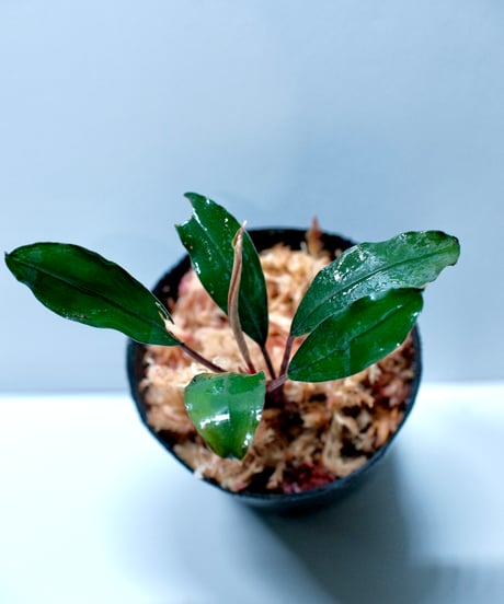 Bucephalandra sp. Silver red【charm購入株】 | AquaPl