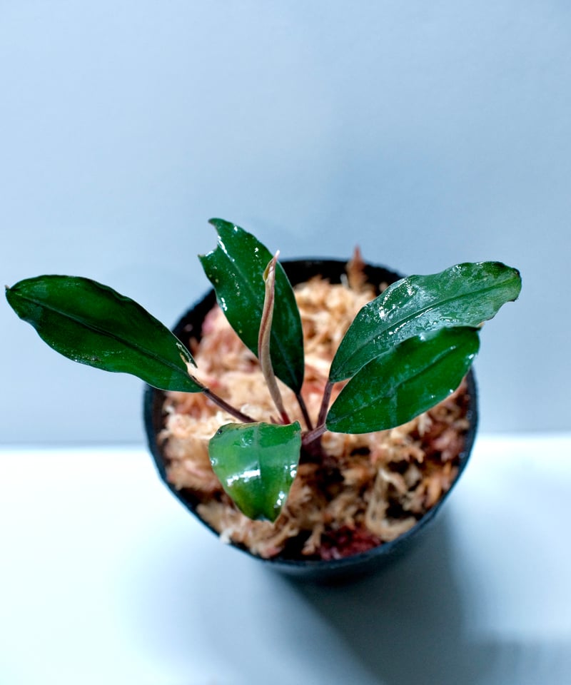 Bucephalandra sp. Silver red【charm購入株】 | AquaPl