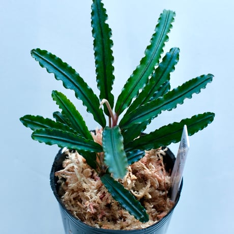 ブセファランドラ | STORES