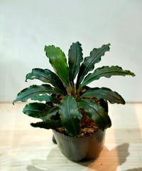 Bucephalandra spathulifolia 