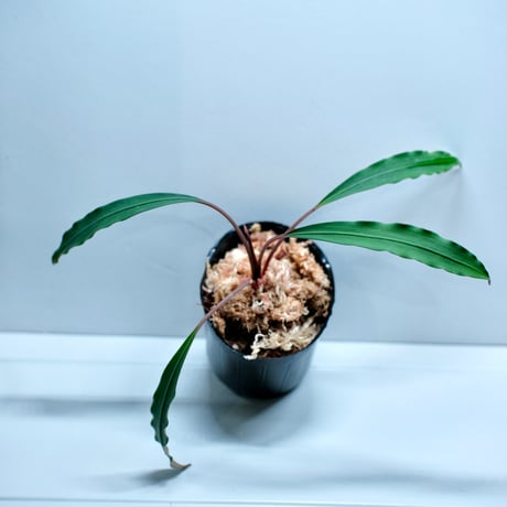 ブセファランドラ | STORES