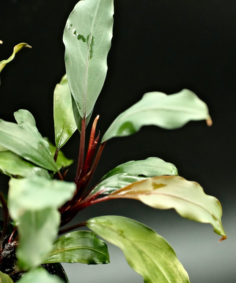 Bucephalandra sp. Silver red【charm購入株】 | AquaPl