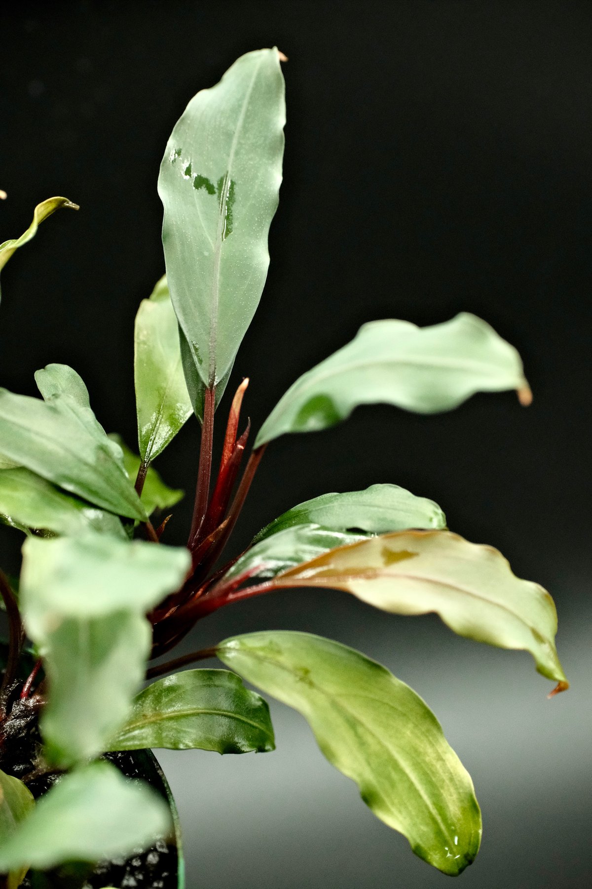 Bucephalandra sp. Silver red【charm購入株】 | AquaPl