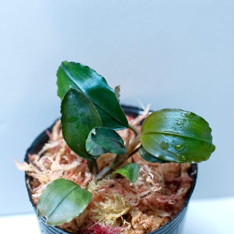 ブセファランドラ | STORES