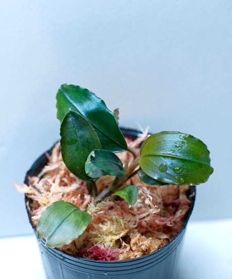 AquaPlantsGarden Lotus